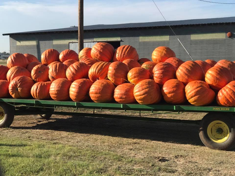Reference photo of orange-red Big Mac pumpkins on a farm wagon; actual sizes vary