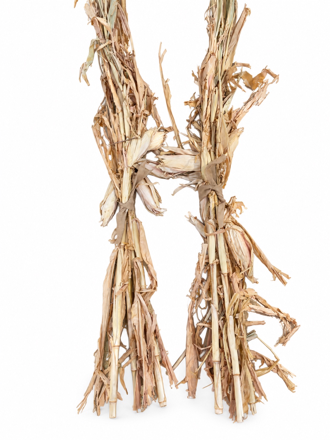 Two dried cornstalk bundles with burlap ties on a clean white background