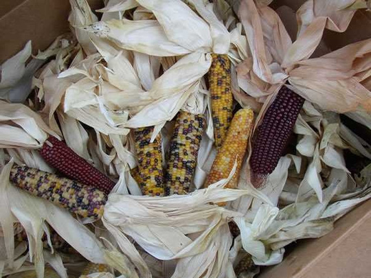 Real mini ornamental corn with multicolored kernels and dried husks